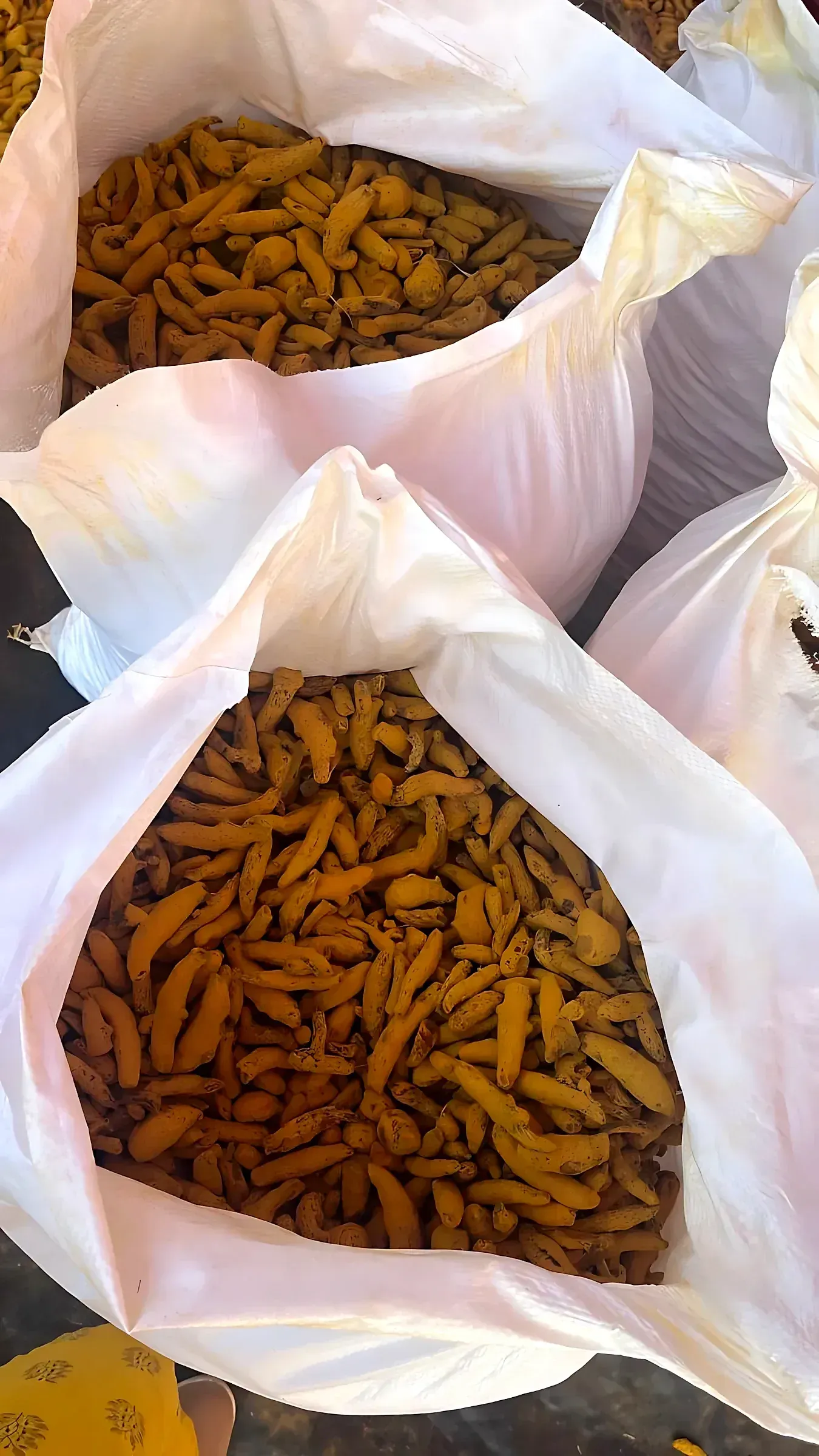 Boiled and dried turmeric fingers filling several open white woven sacks