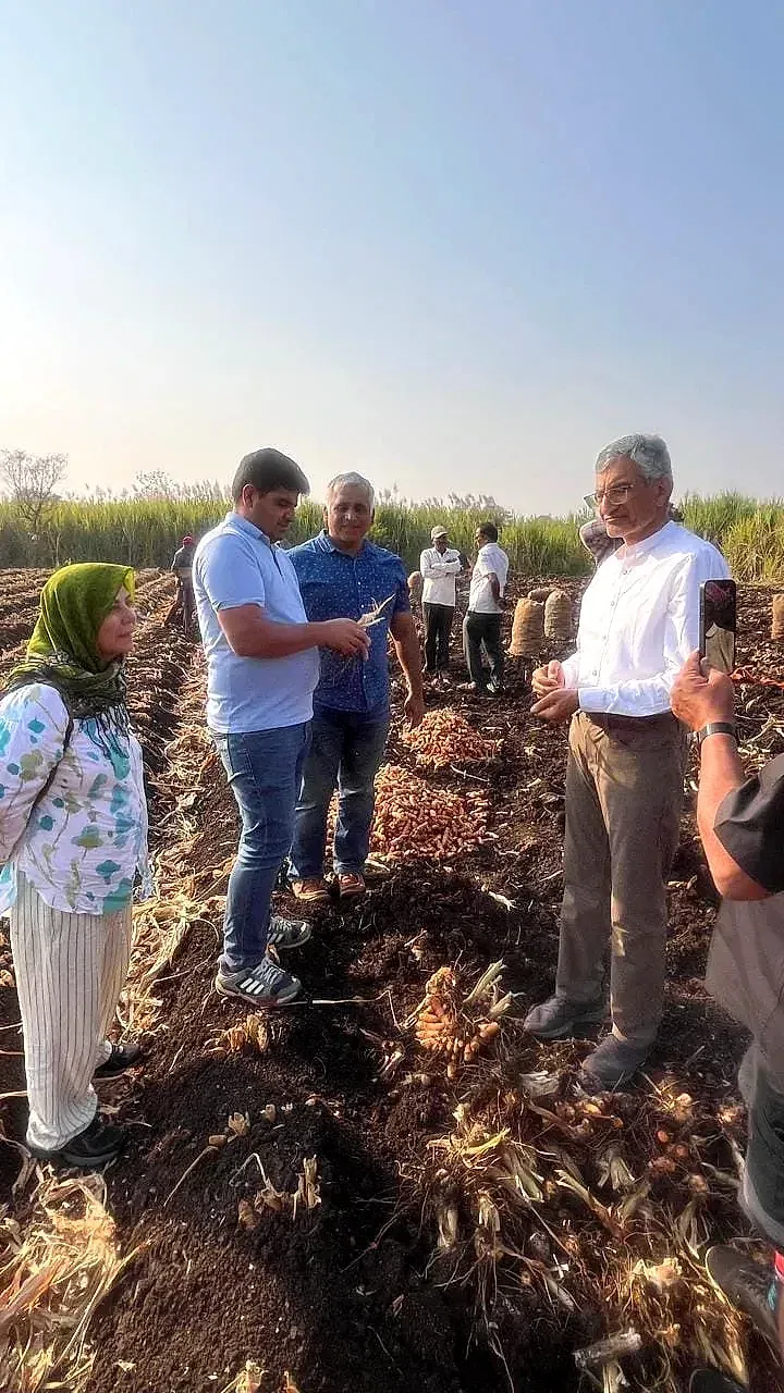 A visiting group inspecting turmeric on the furrows while the harvest crew bags the crop behind