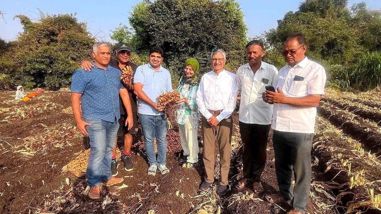 A visiting group across a harvested turmeric field, one of them holding up a freshly lifted clump