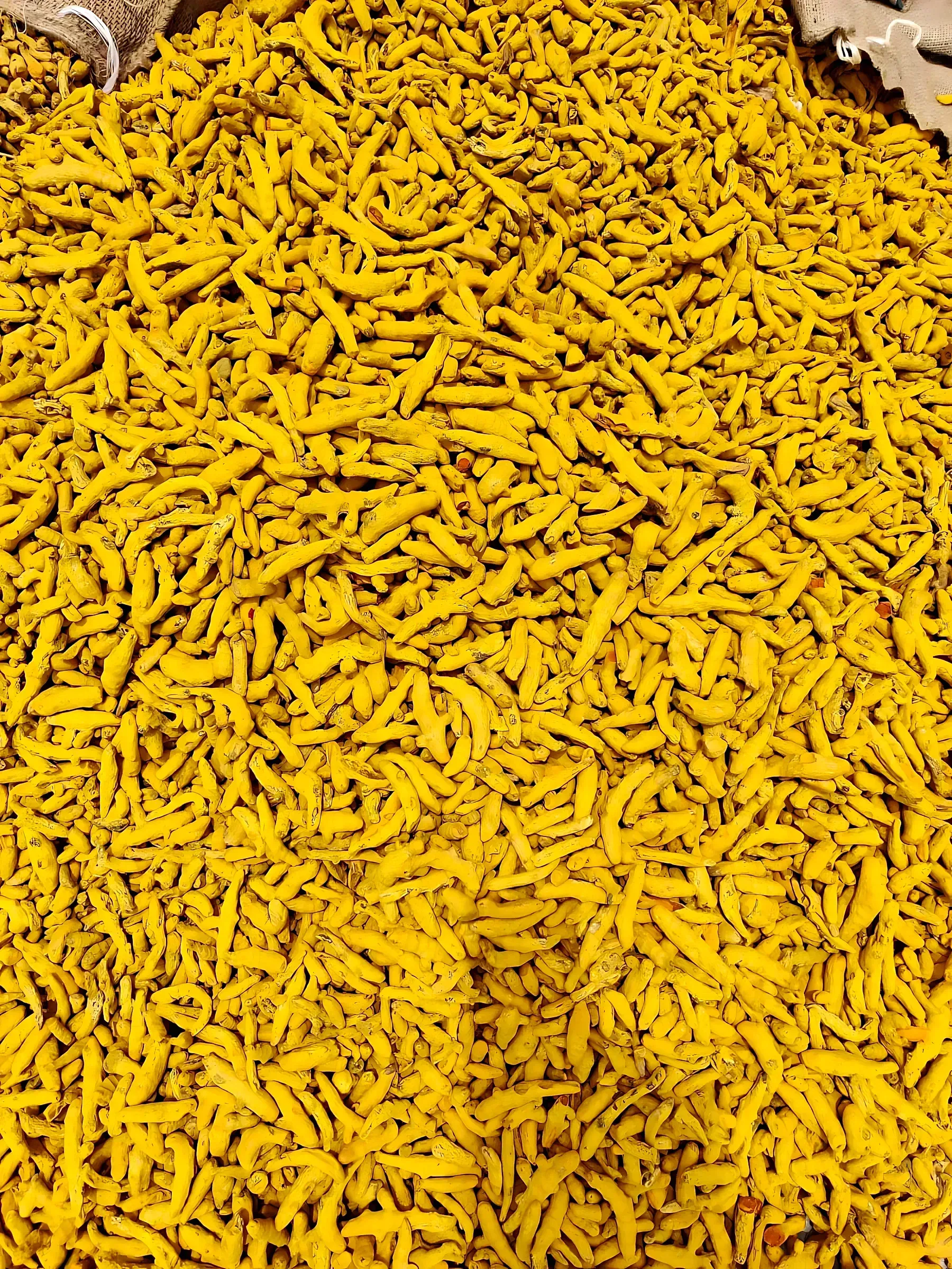 A carpet of boiled turmeric fingers spread out to dry in the open sun