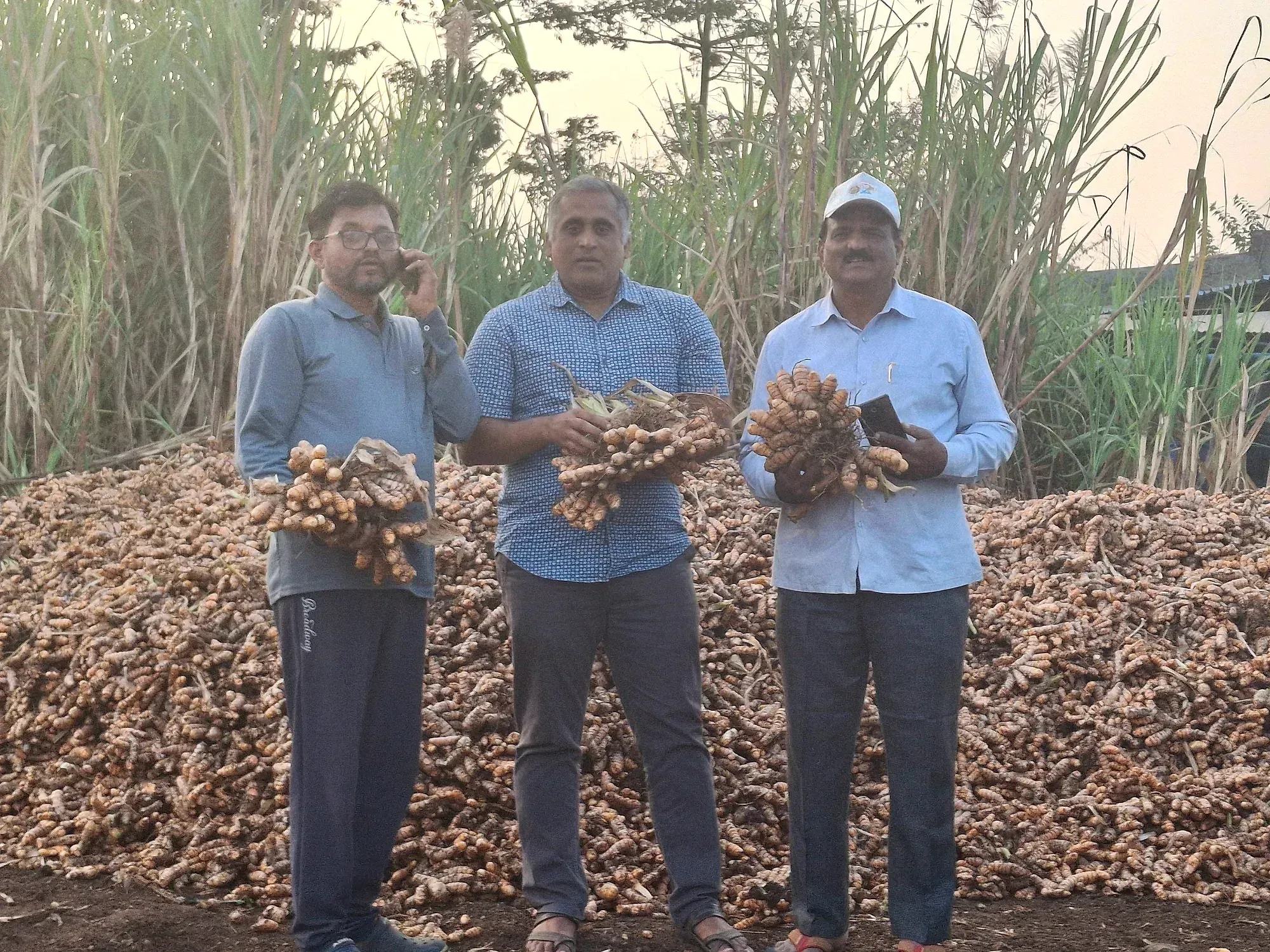 Three men standing behind a large heap of freshly harvested turmeric at the field edge