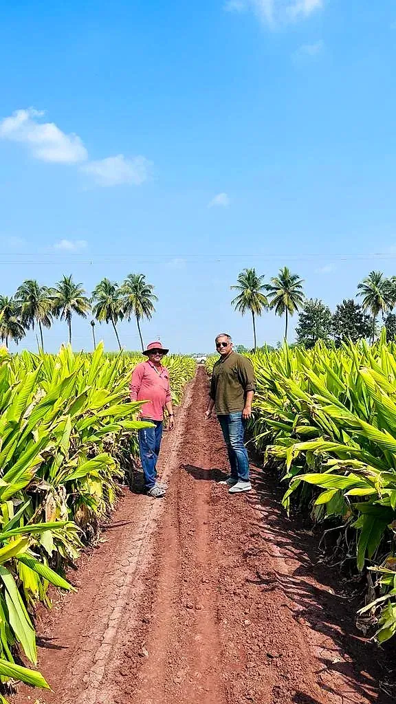 Two men standing on the earth path between turmeric rows near Sangli, palms on the horizon