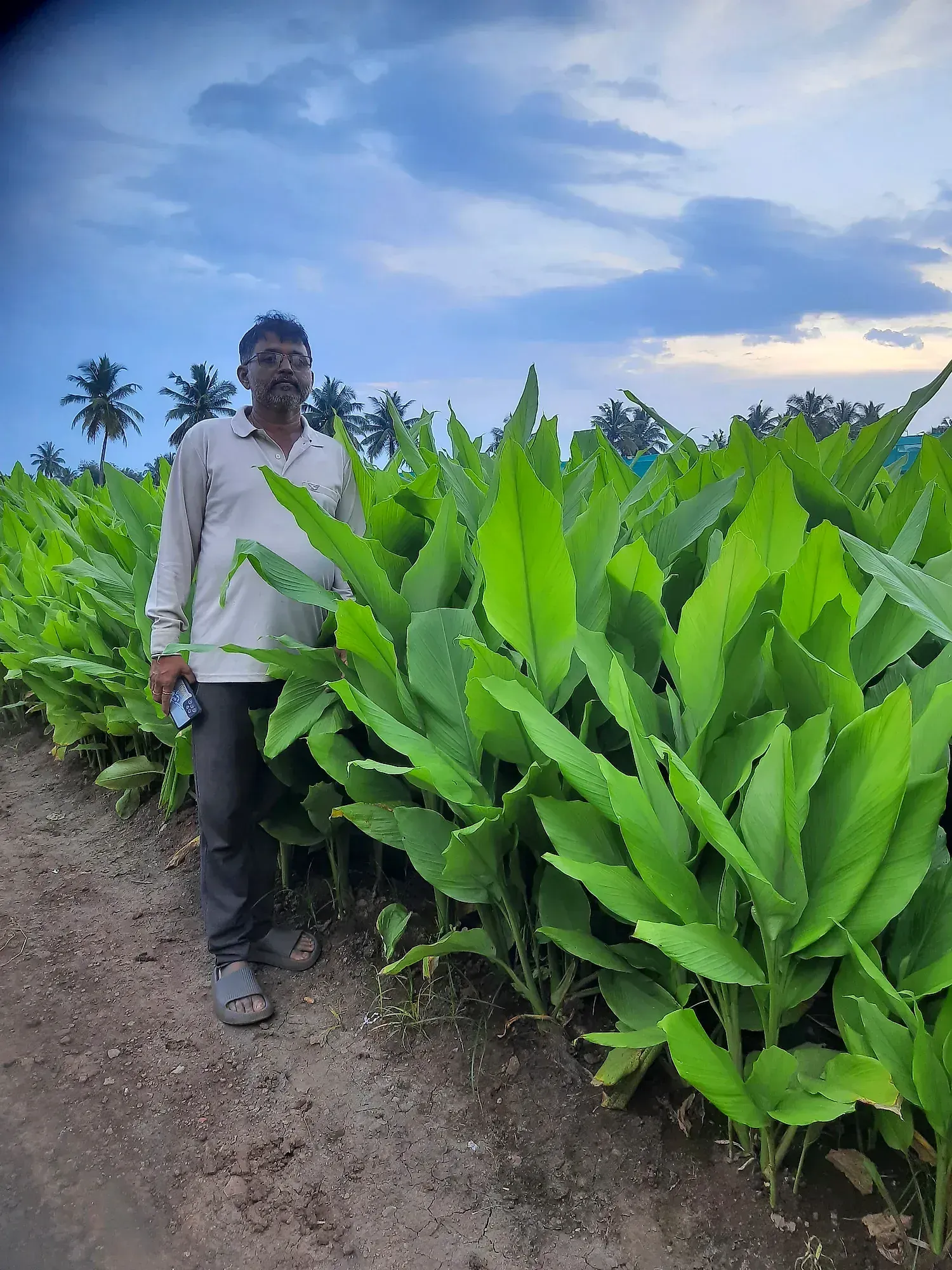 A farmer standing on the path beside tall broad-leafed turmeric at dusk