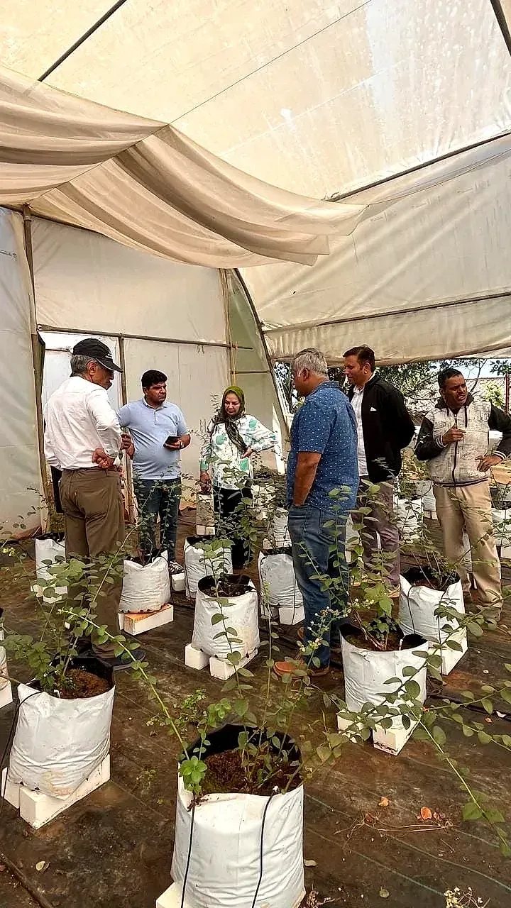 A group walking a shaded polytunnel planted with blueberry saplings in white grow bags