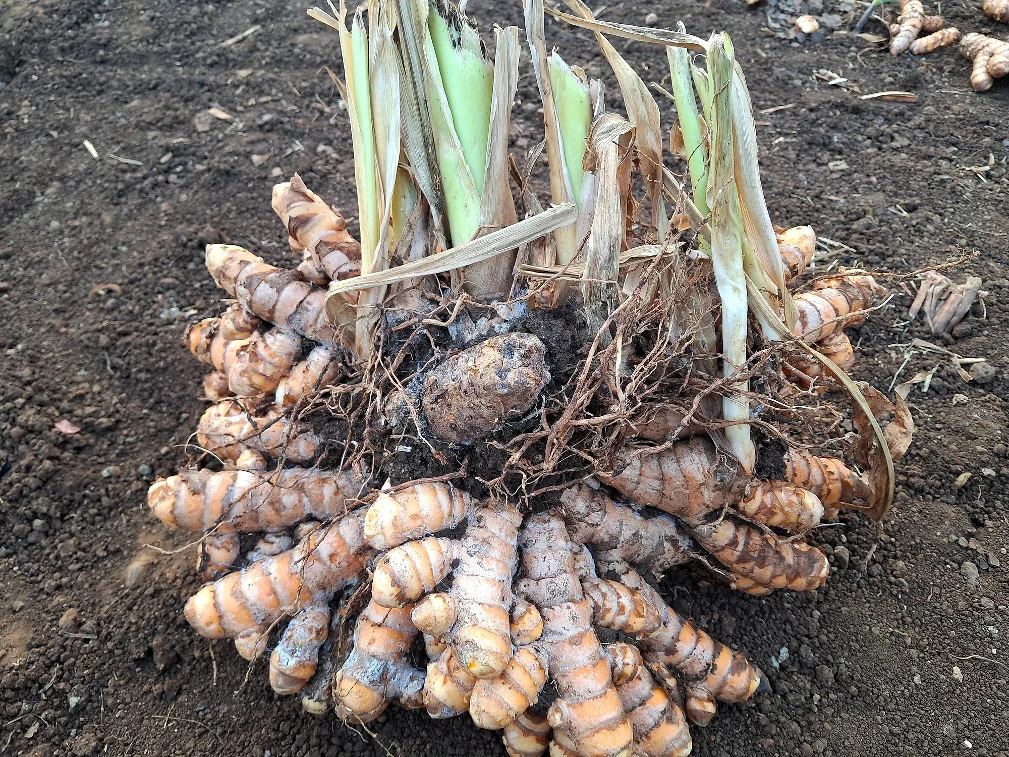 A freshly lifted turmeric clump with fingers and roots resting on dark soil