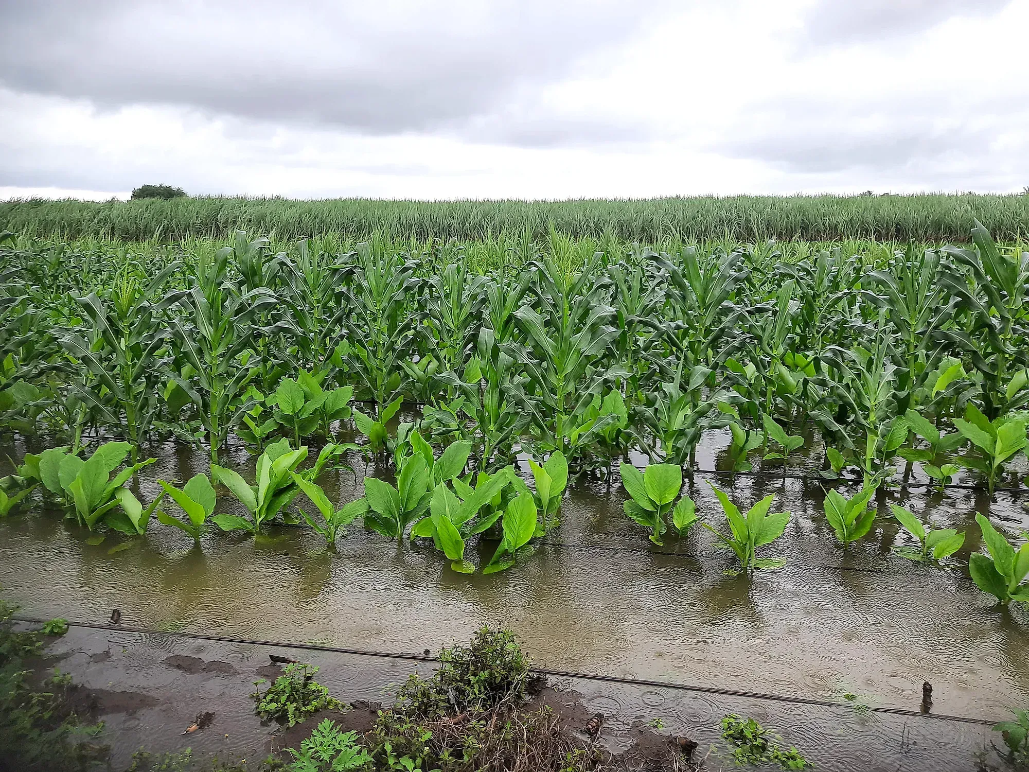 A drainage channel cut along a turmeric field after rain