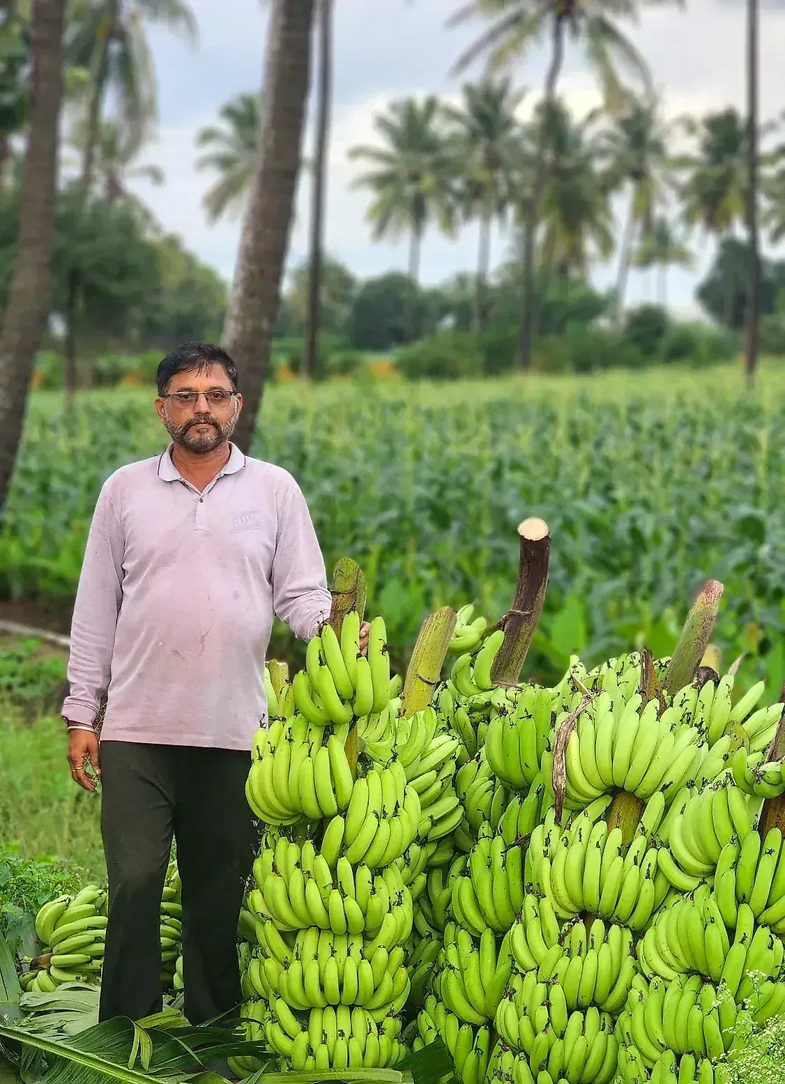 A farmer standing beside a heavy banana bunch on the plant