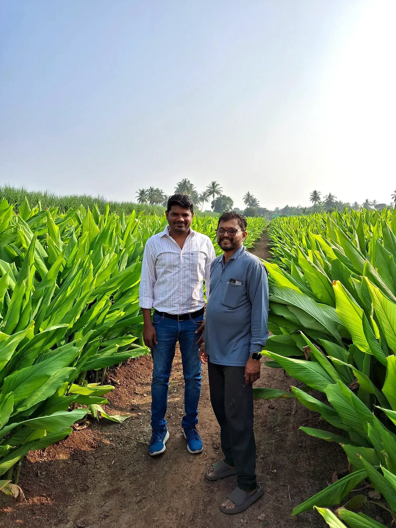 Two men standing in a turmeric field during a crop evaluation visit