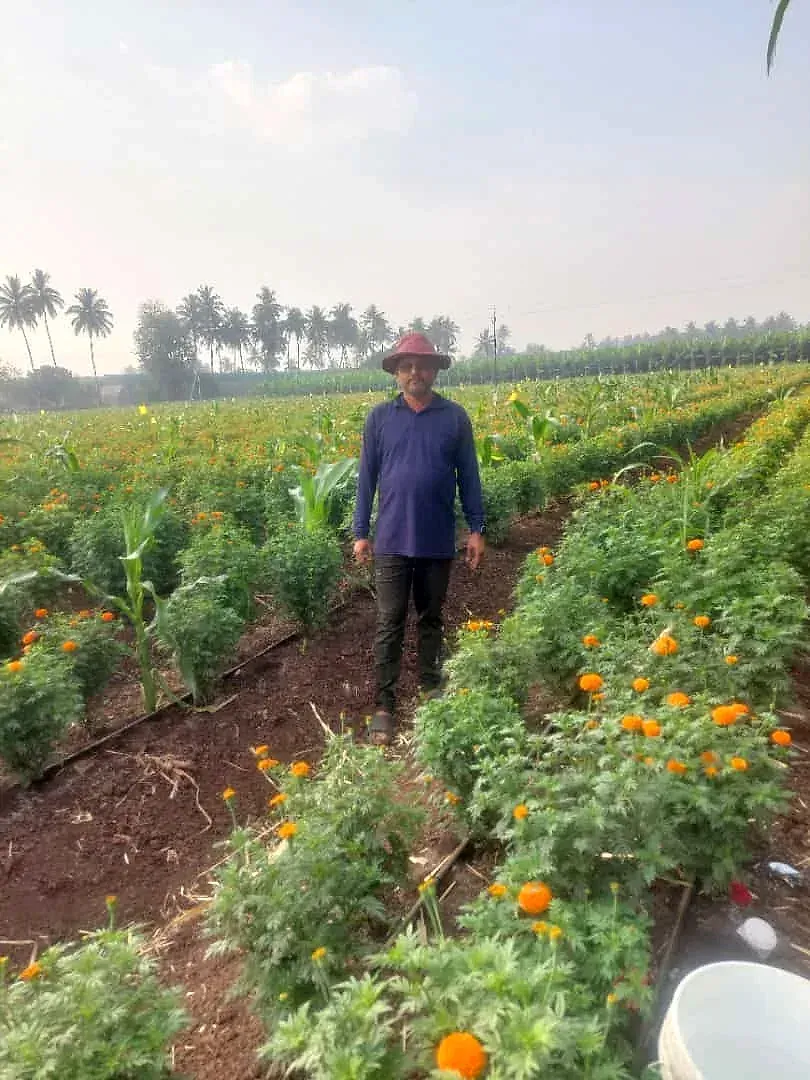 A farmer walking through rows of flowering marigold