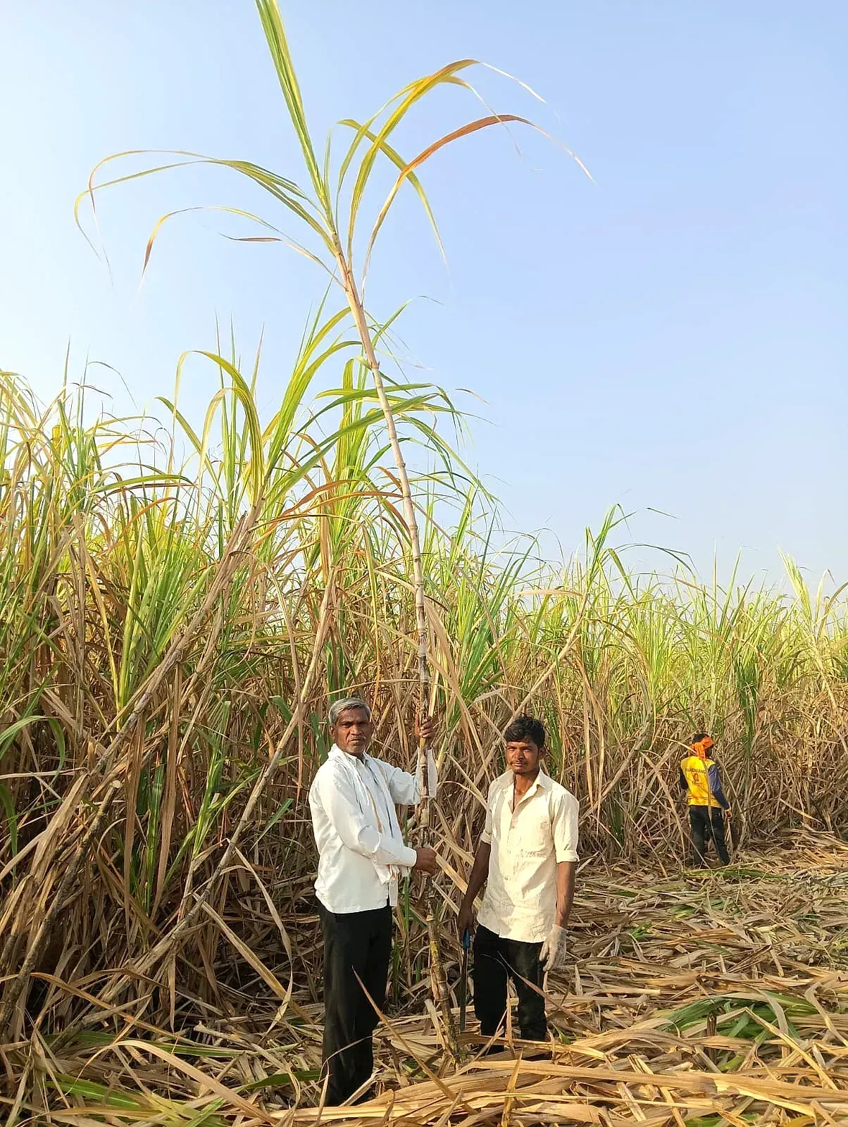 A sugarcane farmer standing in tall cane holding an organic fertiliser container