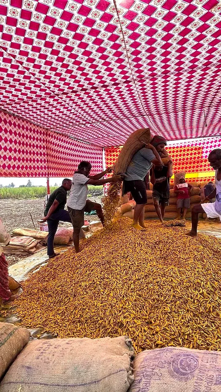 Workers cleaning dried turmeric under a pink and white canopy
