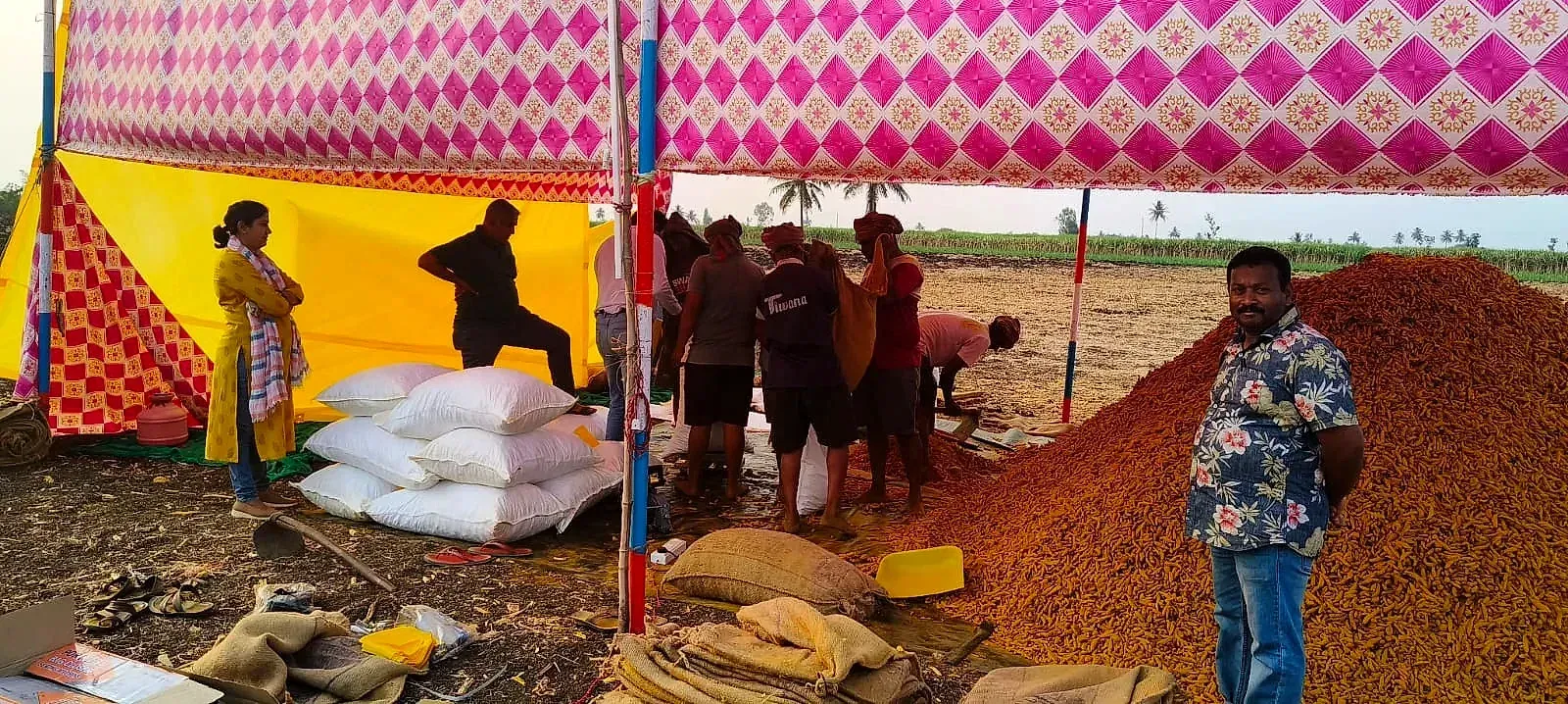 A large mound of boiled turmeric beside filled sacks at a collection point