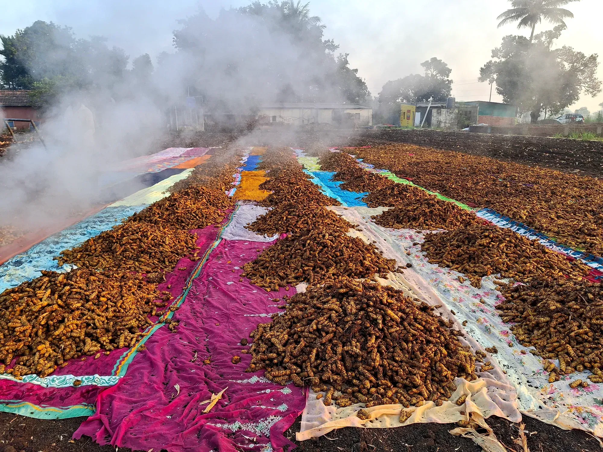 Long windrows of boiled turmeric spread on sheeting to dry in the open