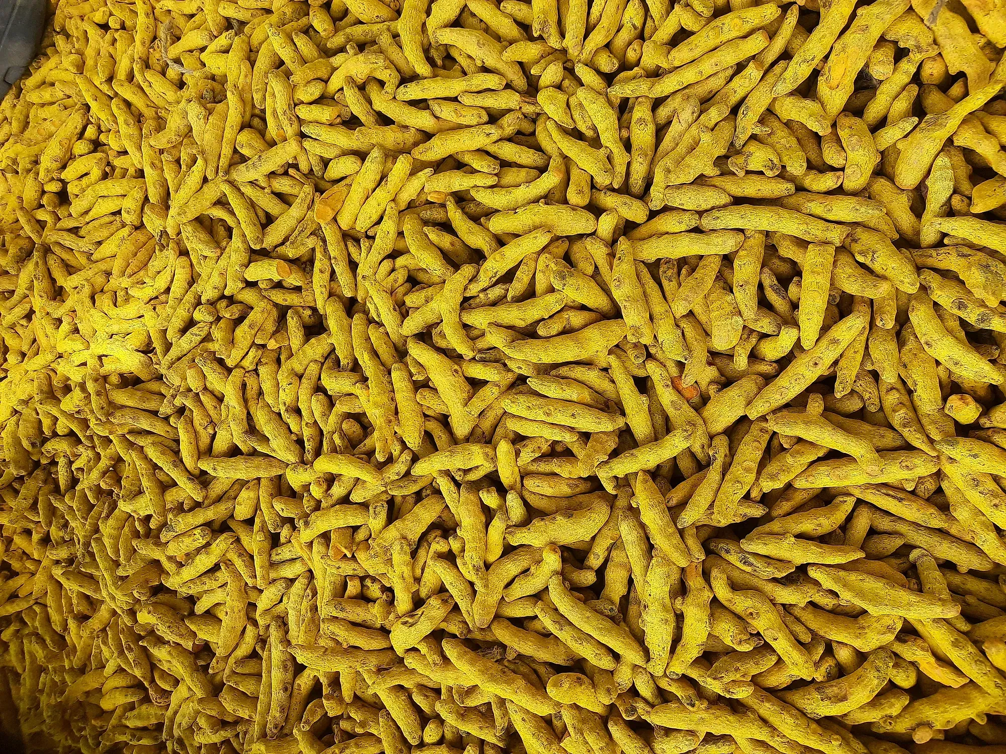 A dense full-frame carpet of bright dried turmeric fingers