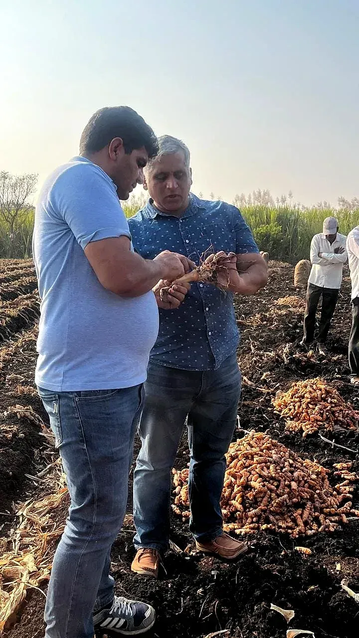 Two men examining a single turmeric rhizome by hand in a harvest field, the crop mounded behind them