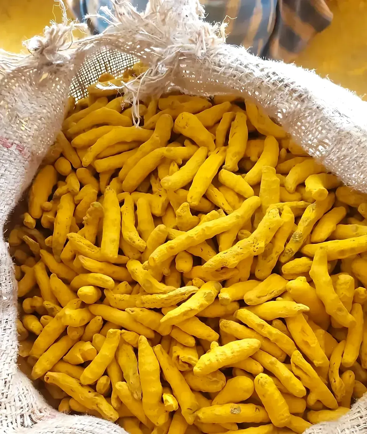 Bright polished turmeric fingers filling the mouth of an open jute sack