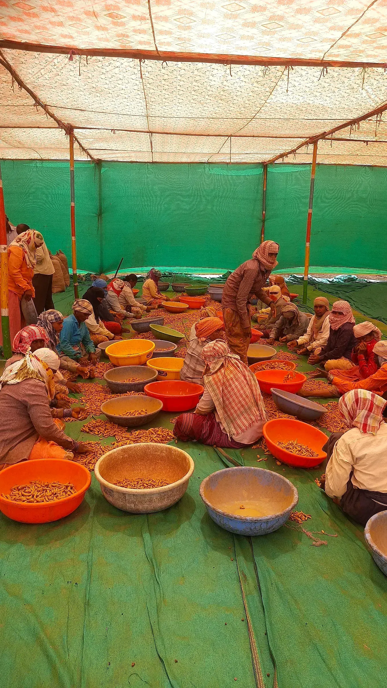 A crew seated under a green shade tent, hand-sorting turmeric into coloured bowls