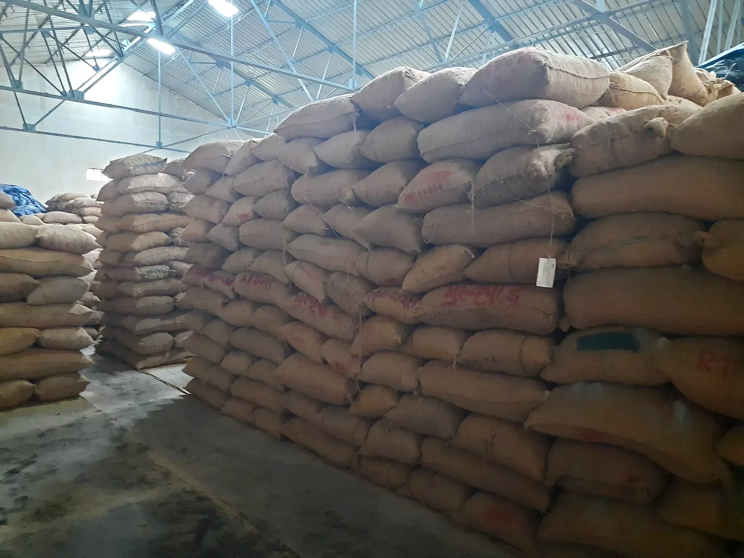 Long rows of filled jute sacks stacked under the steel roof of a warehouse